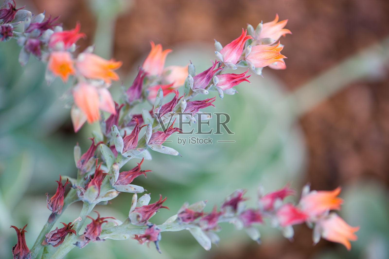 靠近美丽的花朵。照片摄影图片