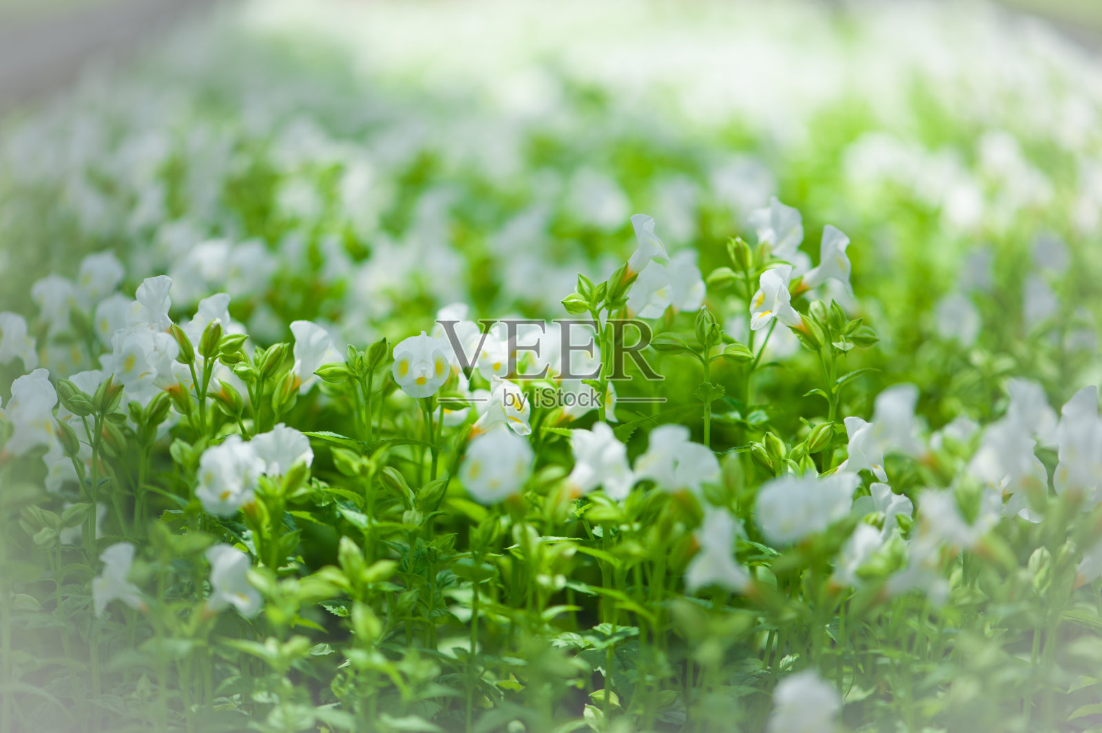 靠近美丽的花朵。照片摄影图片