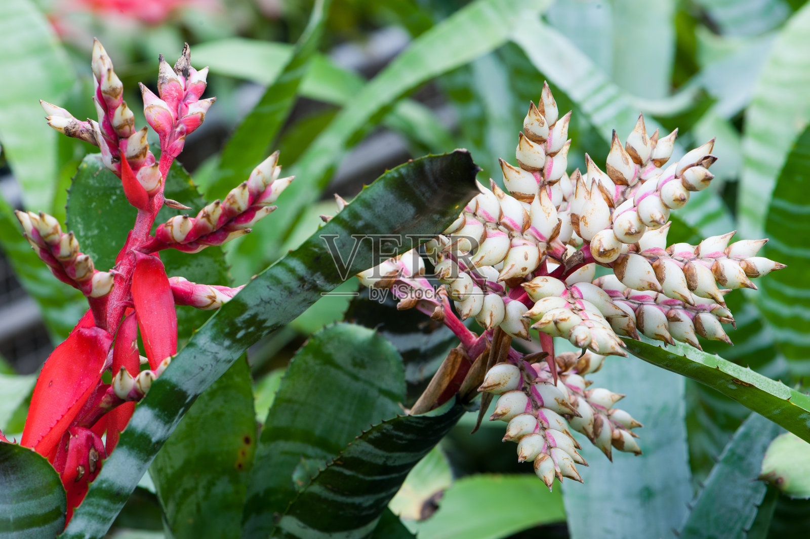 靠近美丽的花朵。照片摄影图片