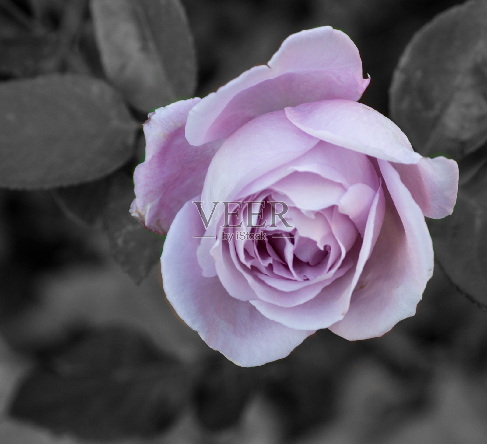 玫瑰紫罗兰照片摄影图片