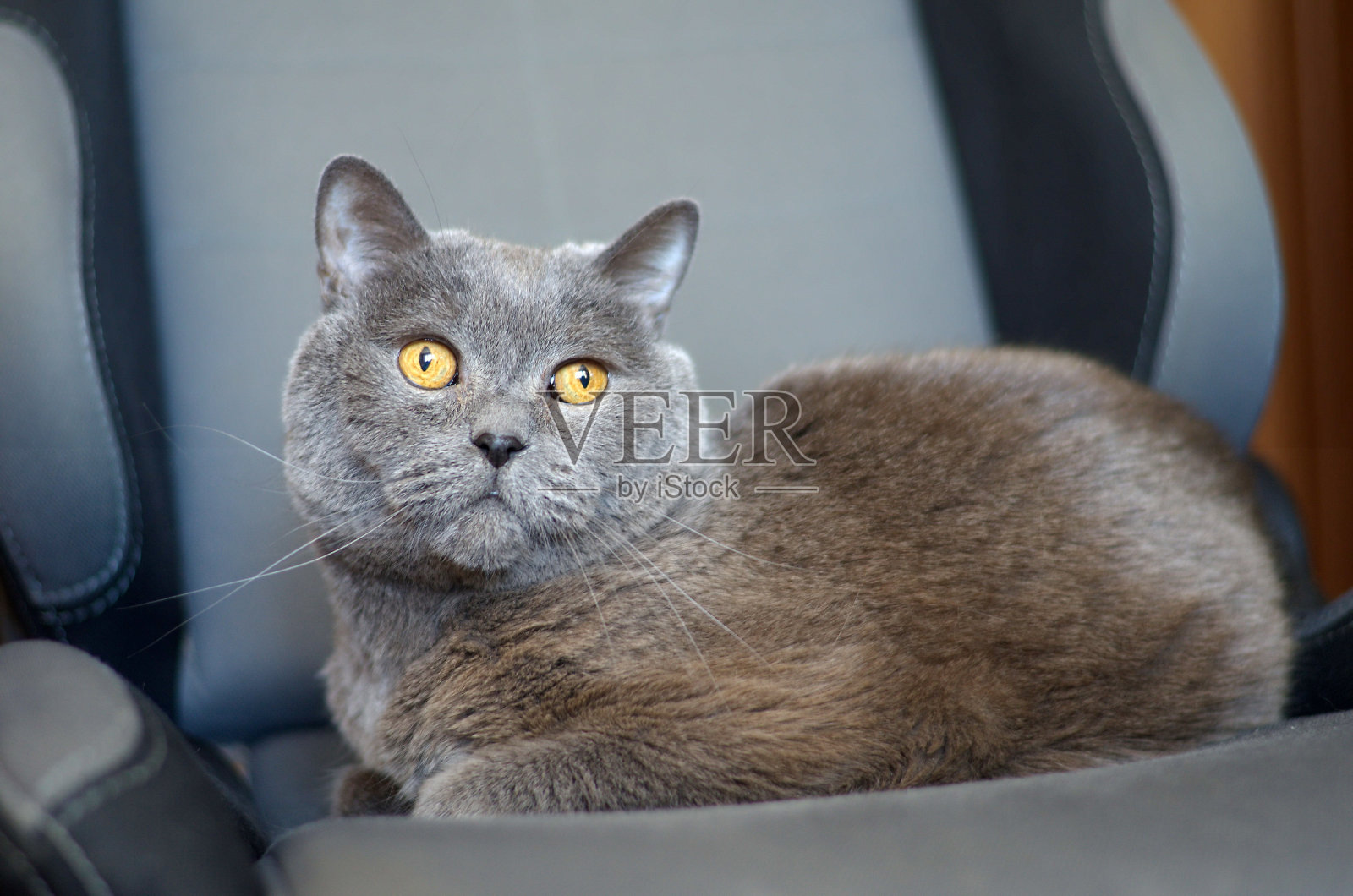 椅子上的英国品种的猫照片摄影图片