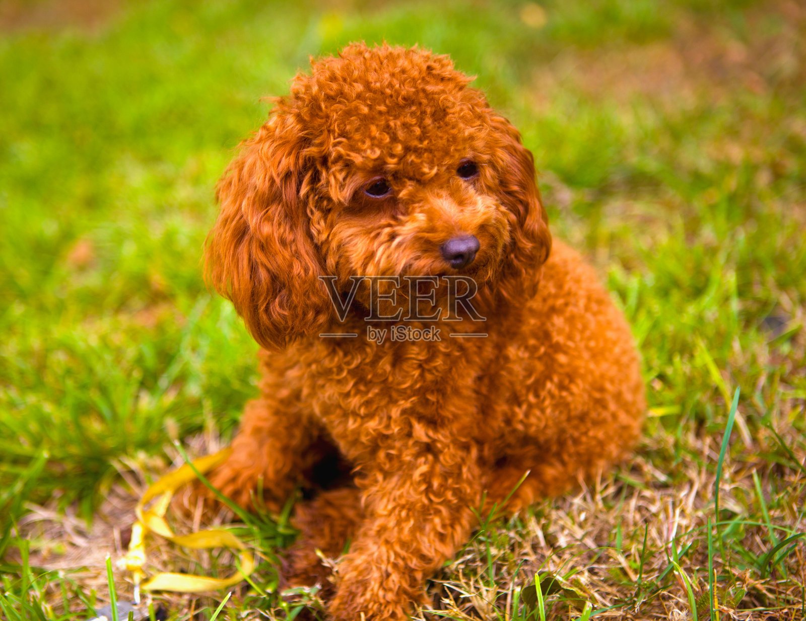 红贵宾犬的狗照片摄影图片