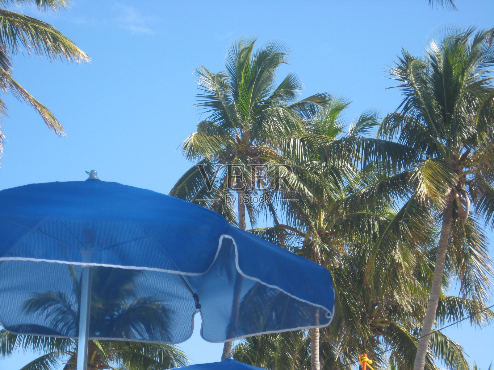 加勒比海的蓝色雨伞和棕榈树照片摄影图片