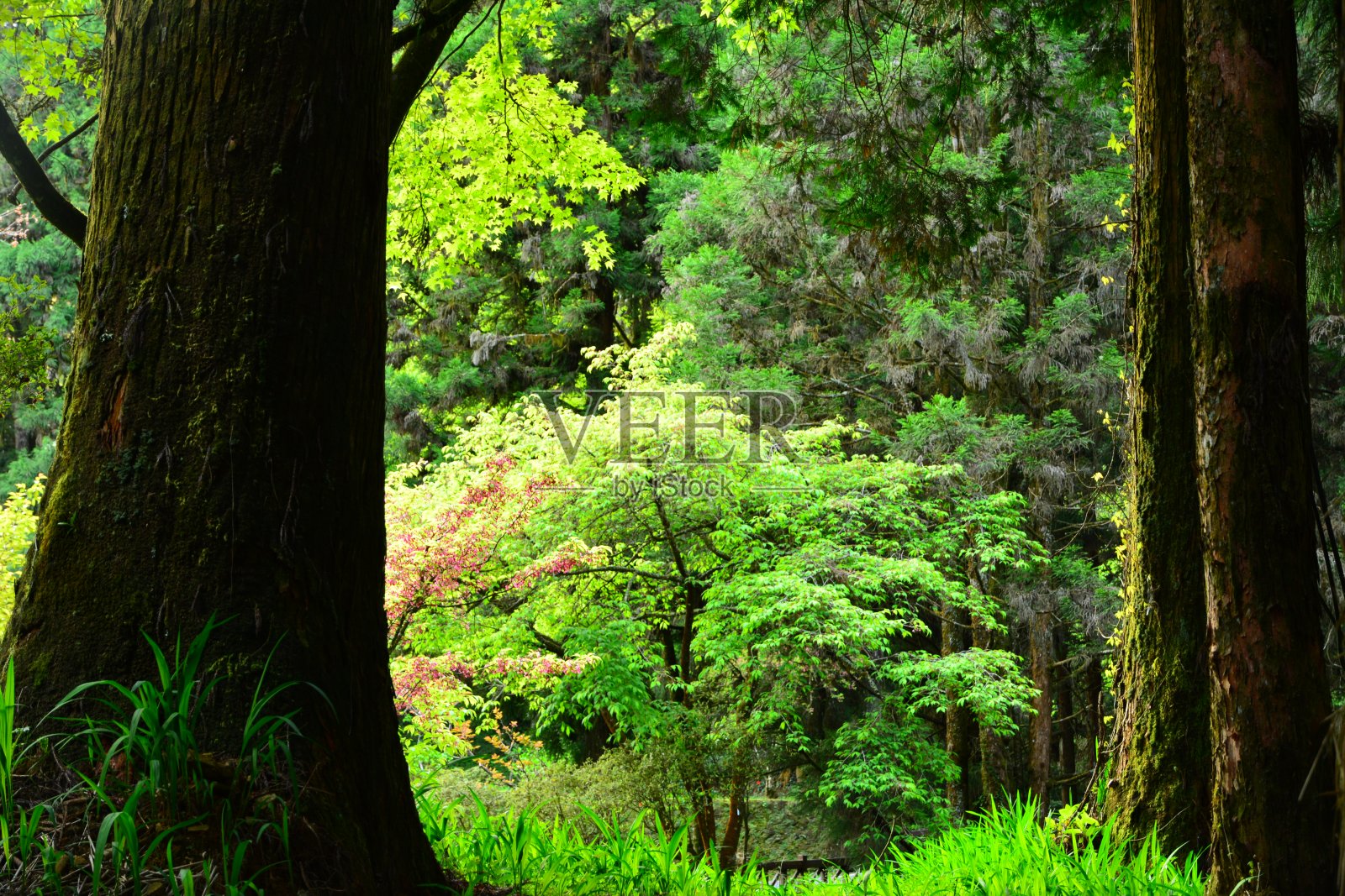 清晨的森林里充满了阳光照片摄影图片