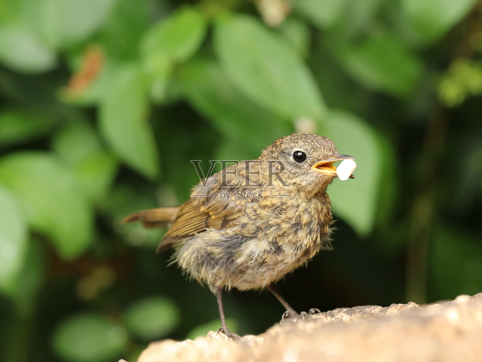婴儿罗宾照片摄影图片