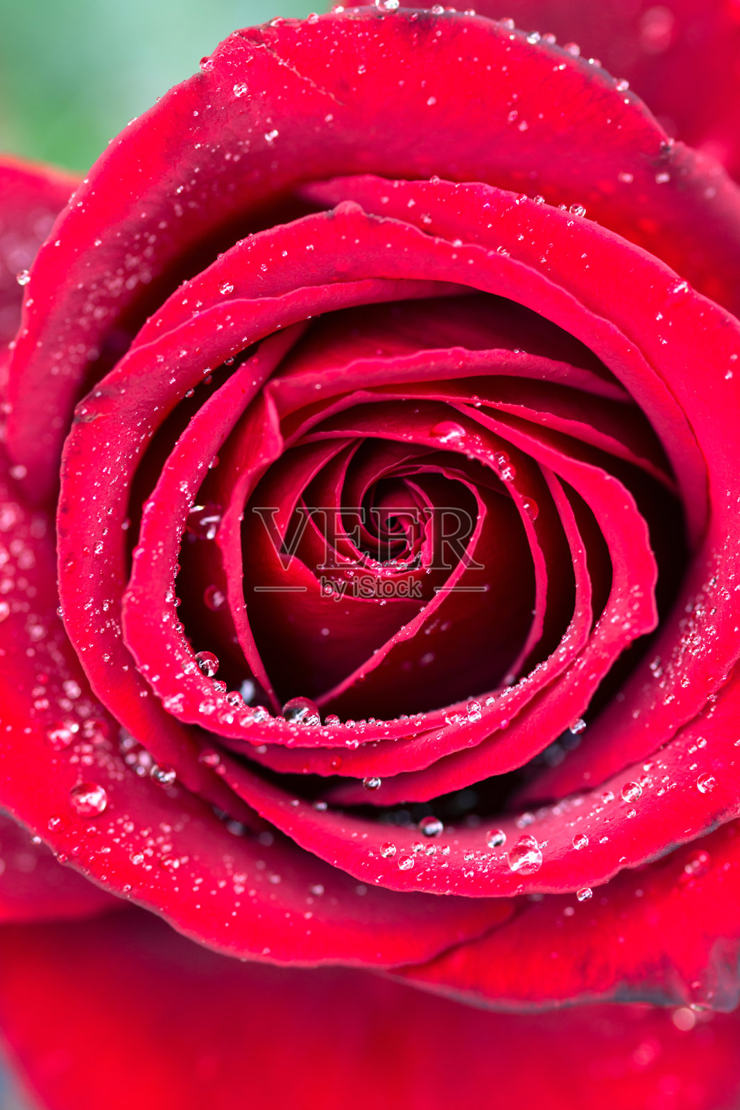 玫瑰照片摄影图片