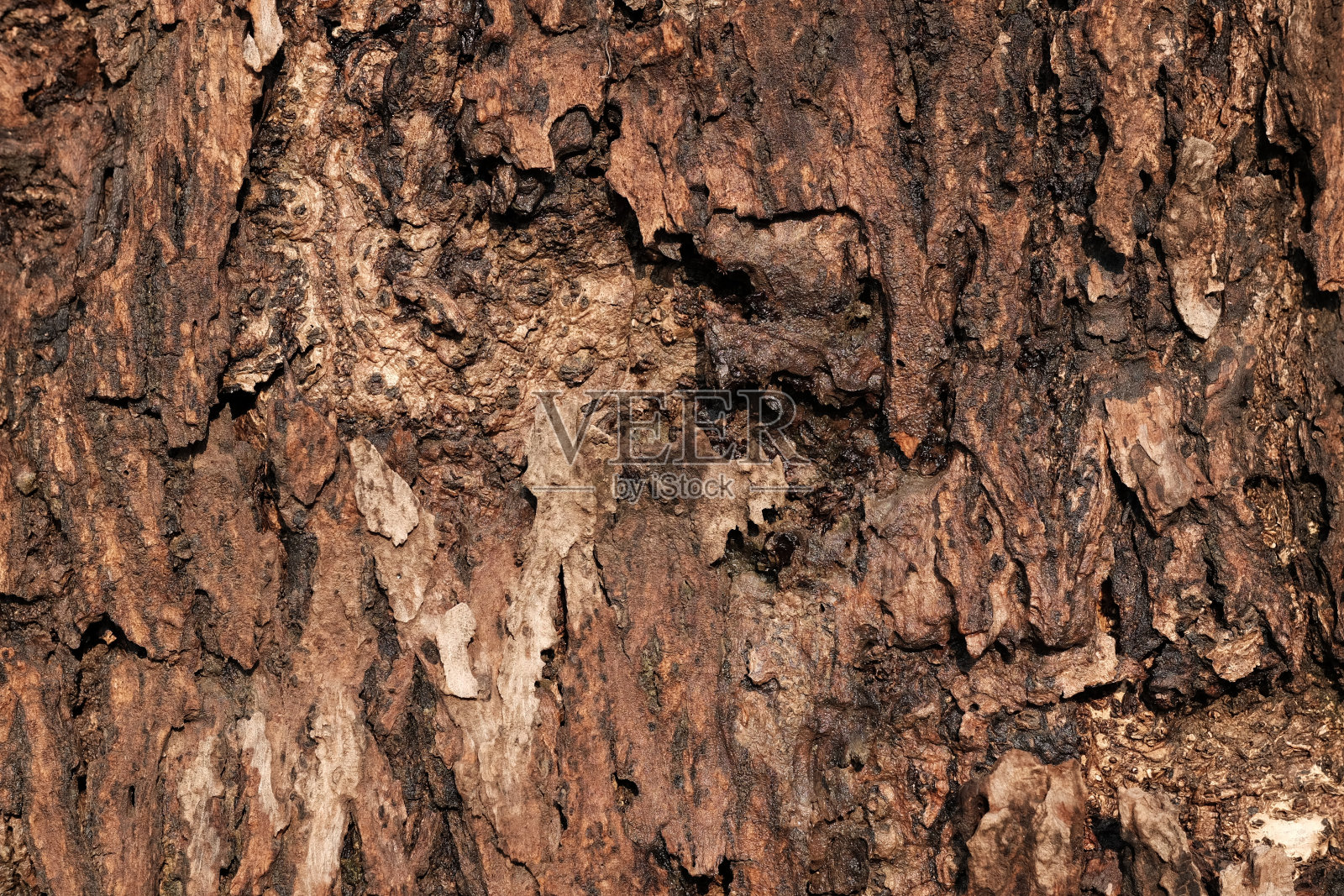 一棵老树的裂开的木头纹理照片摄影图片