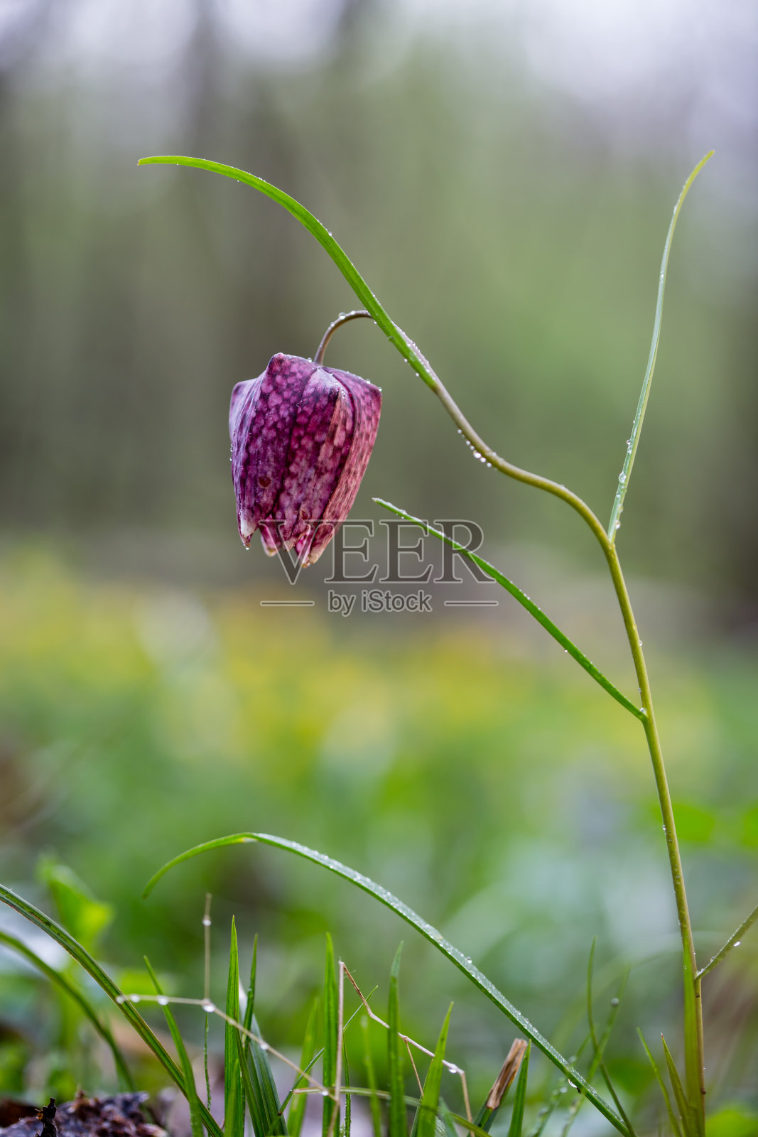 草地上的野花照片摄影图片