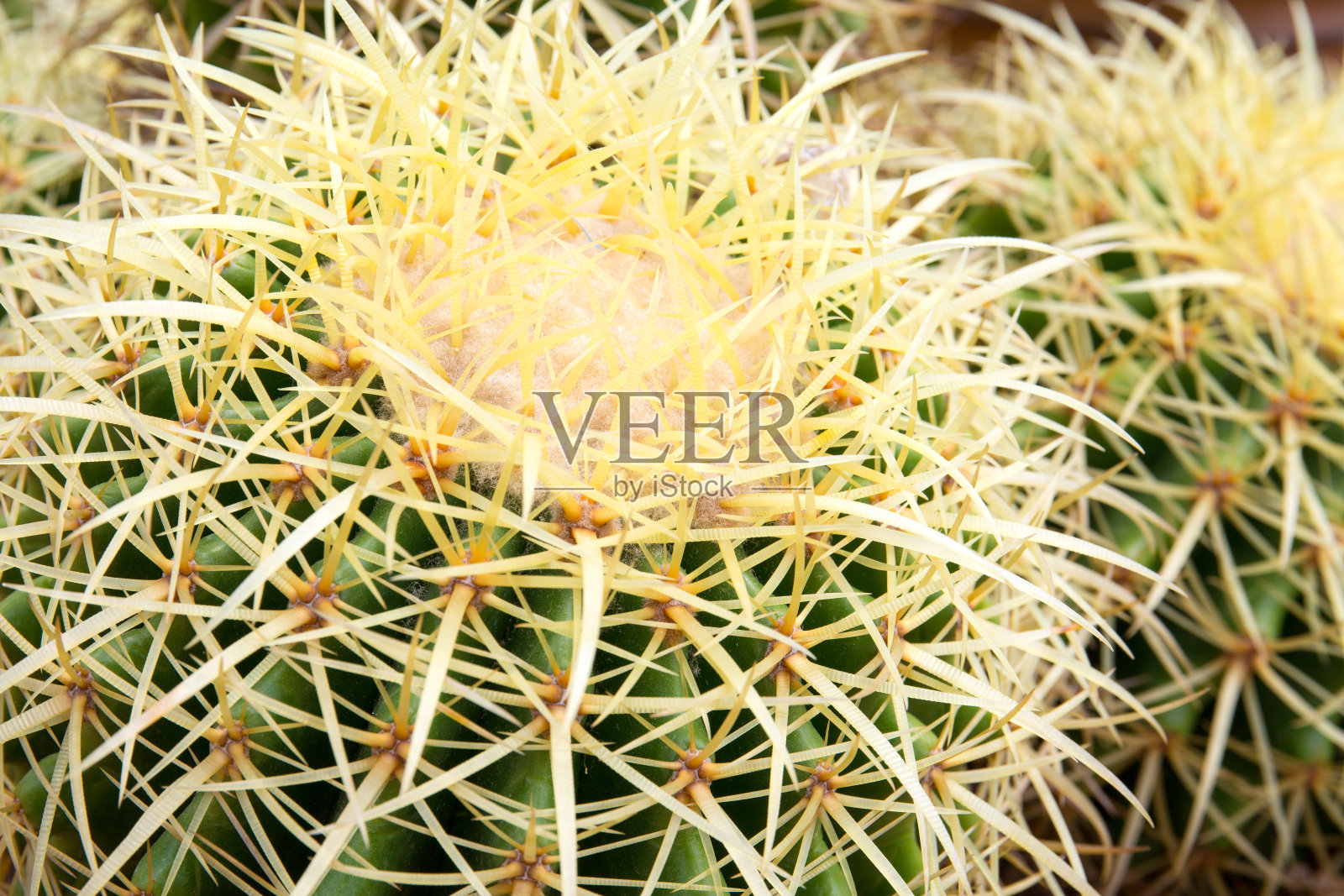 沙漠中的仙人掌。照片摄影图片