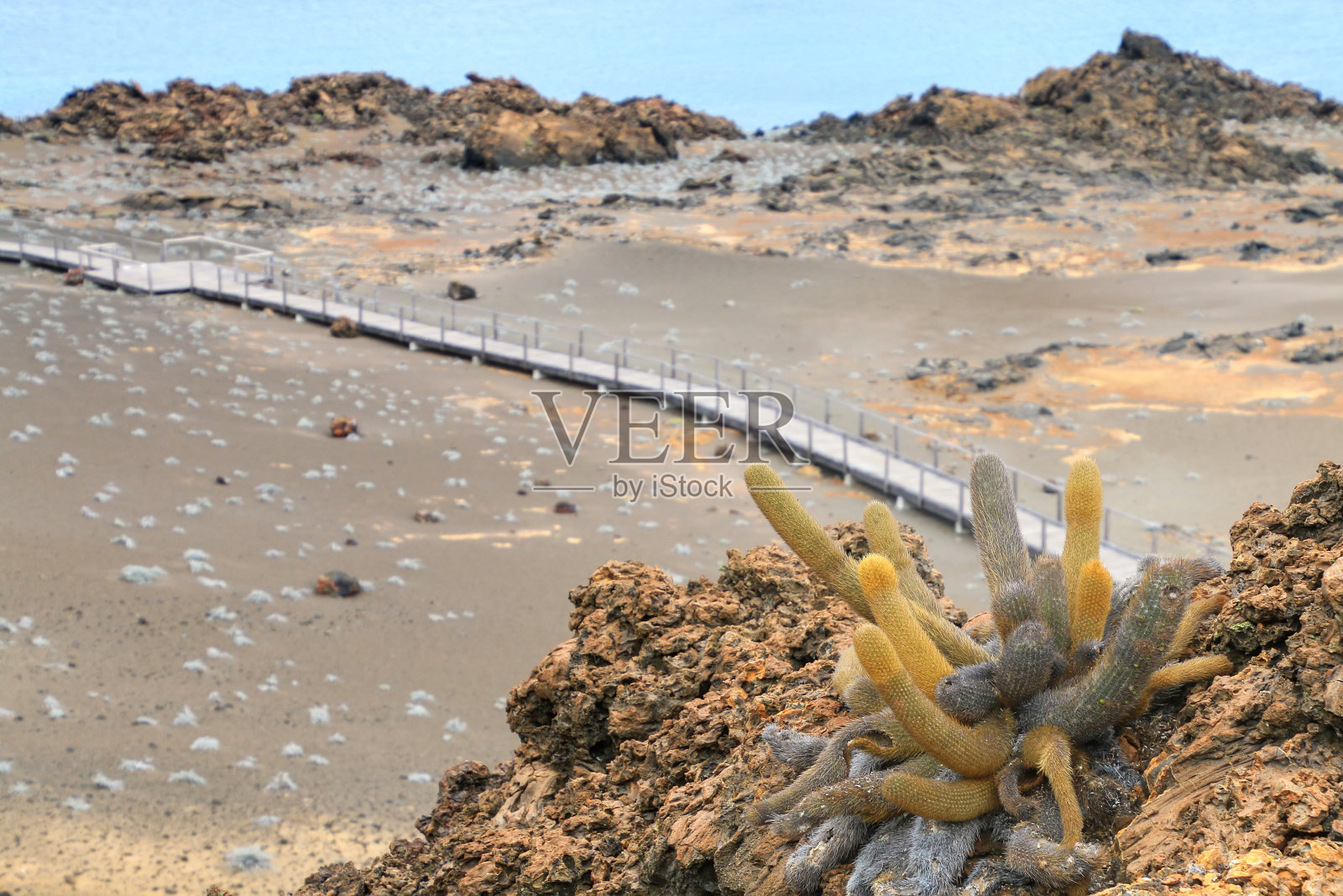 熔岩仙人掌生长在巴托洛梅岛在加拉帕戈斯国家Pa照片摄影图片