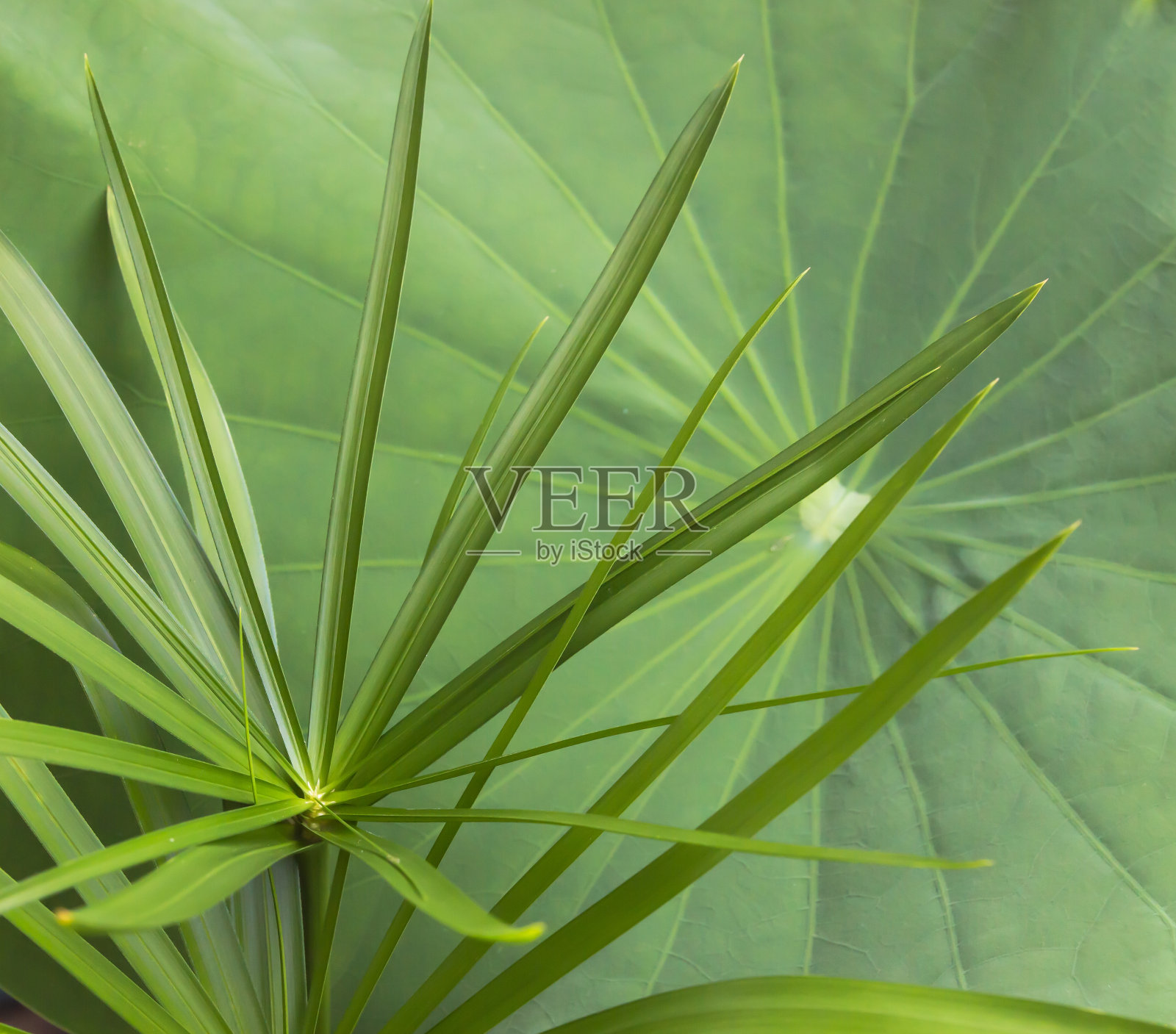 绿色的叶子照片摄影图片