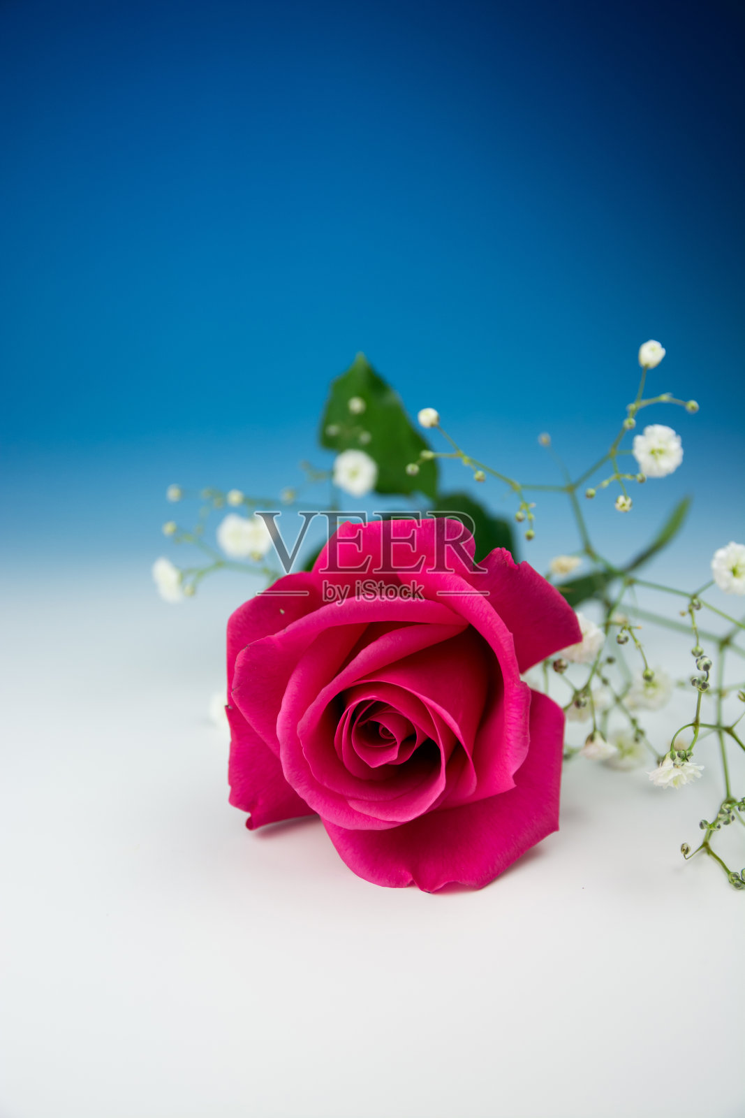 玫瑰照片摄影图片