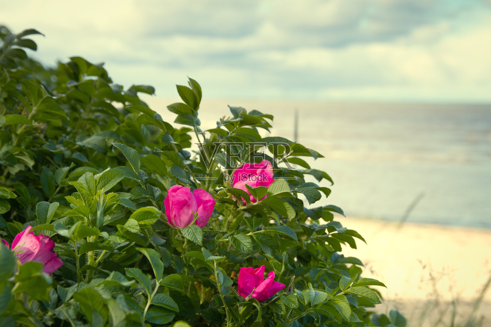 海滨在春天天气炎热照片摄影图片