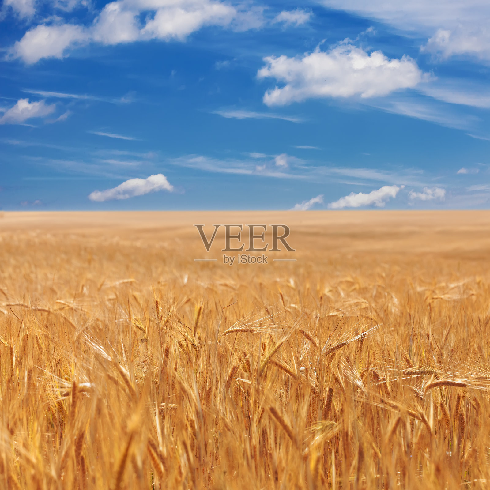 乌云密布的蓝天上，金黄成熟的麦穗照片摄影图片