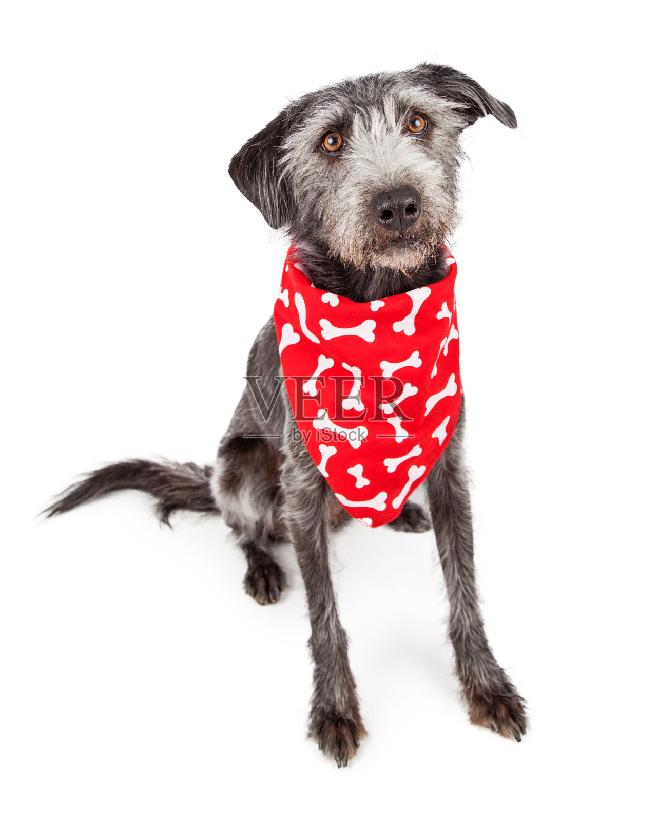 狗狗戴着红色骨纹头巾照片摄影图片