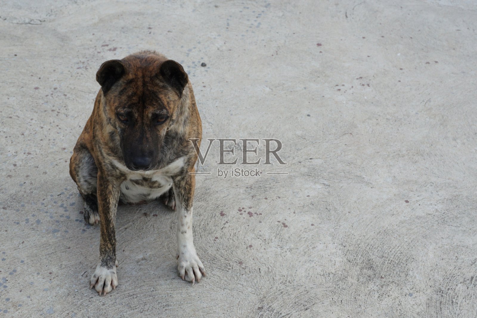 泰国本地肥狗照片摄影图片