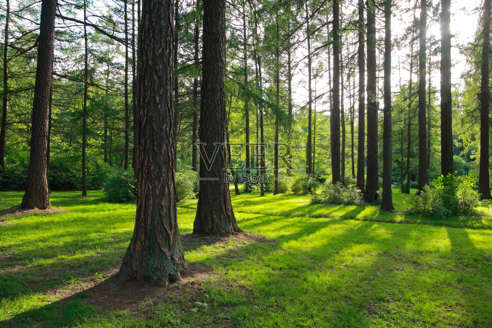 松树照片摄影图片