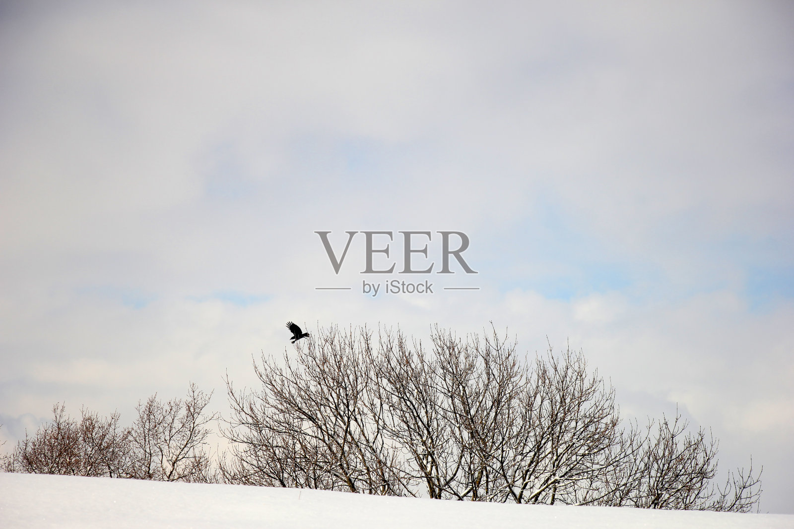 乌鸦在白雪覆盖的树上飞翔。照片摄影图片