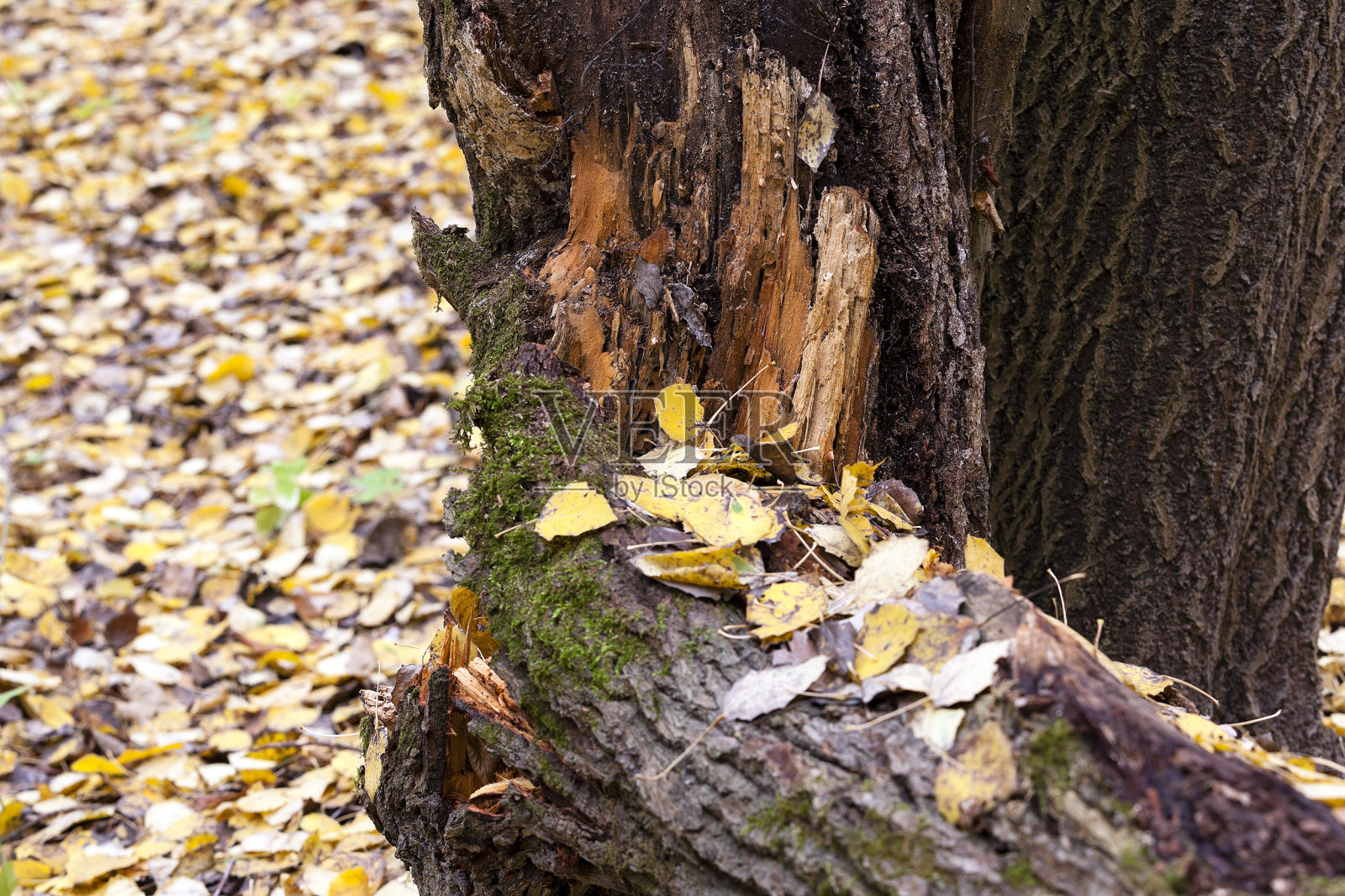 柴火在自然界中照片摄影图片