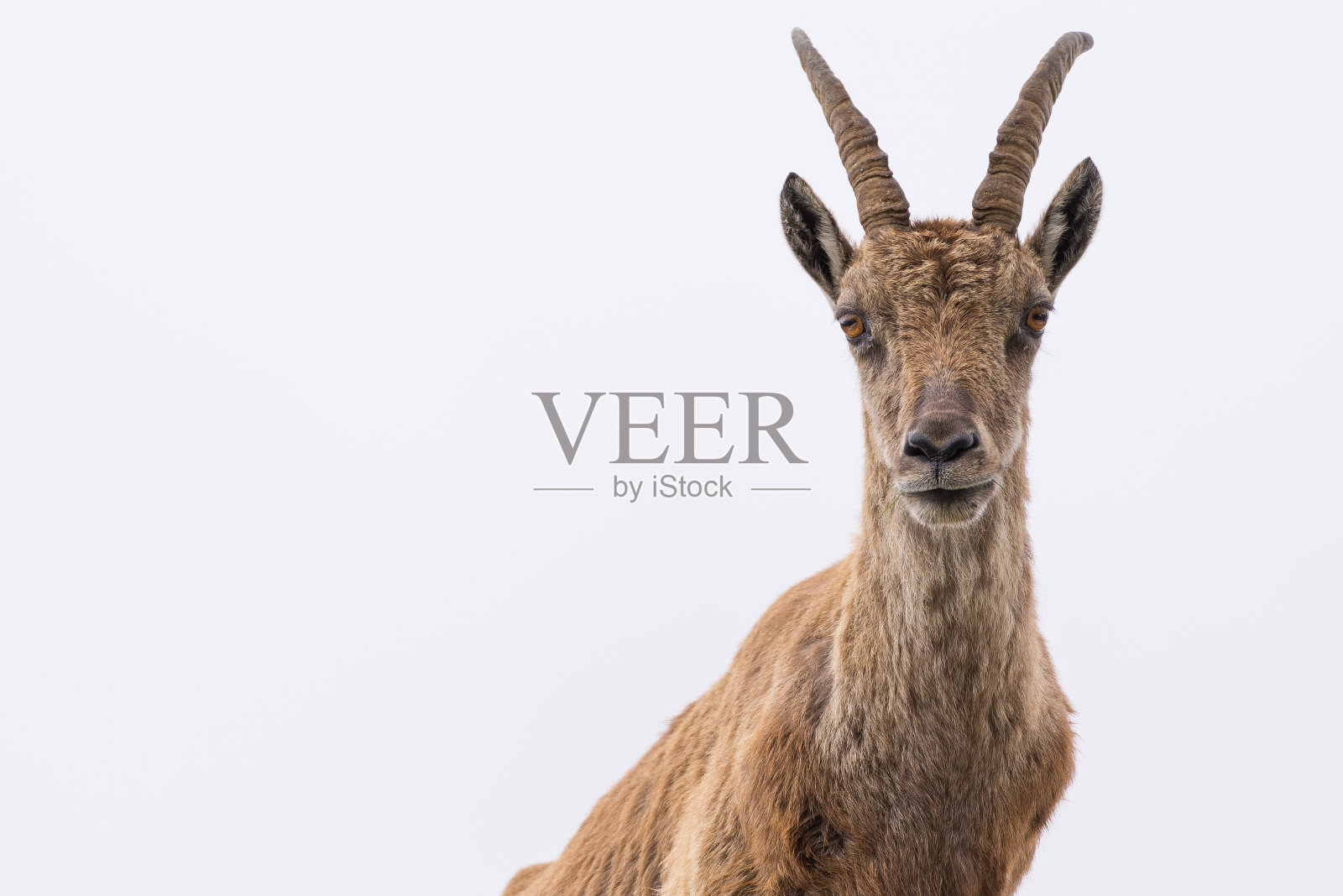 野山羊在白色多云的天空下看着照相机照片摄影图片