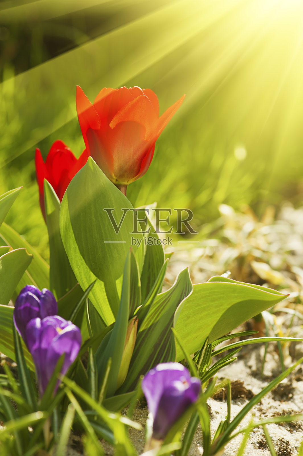 红色美丽的郁金香照片摄影图片