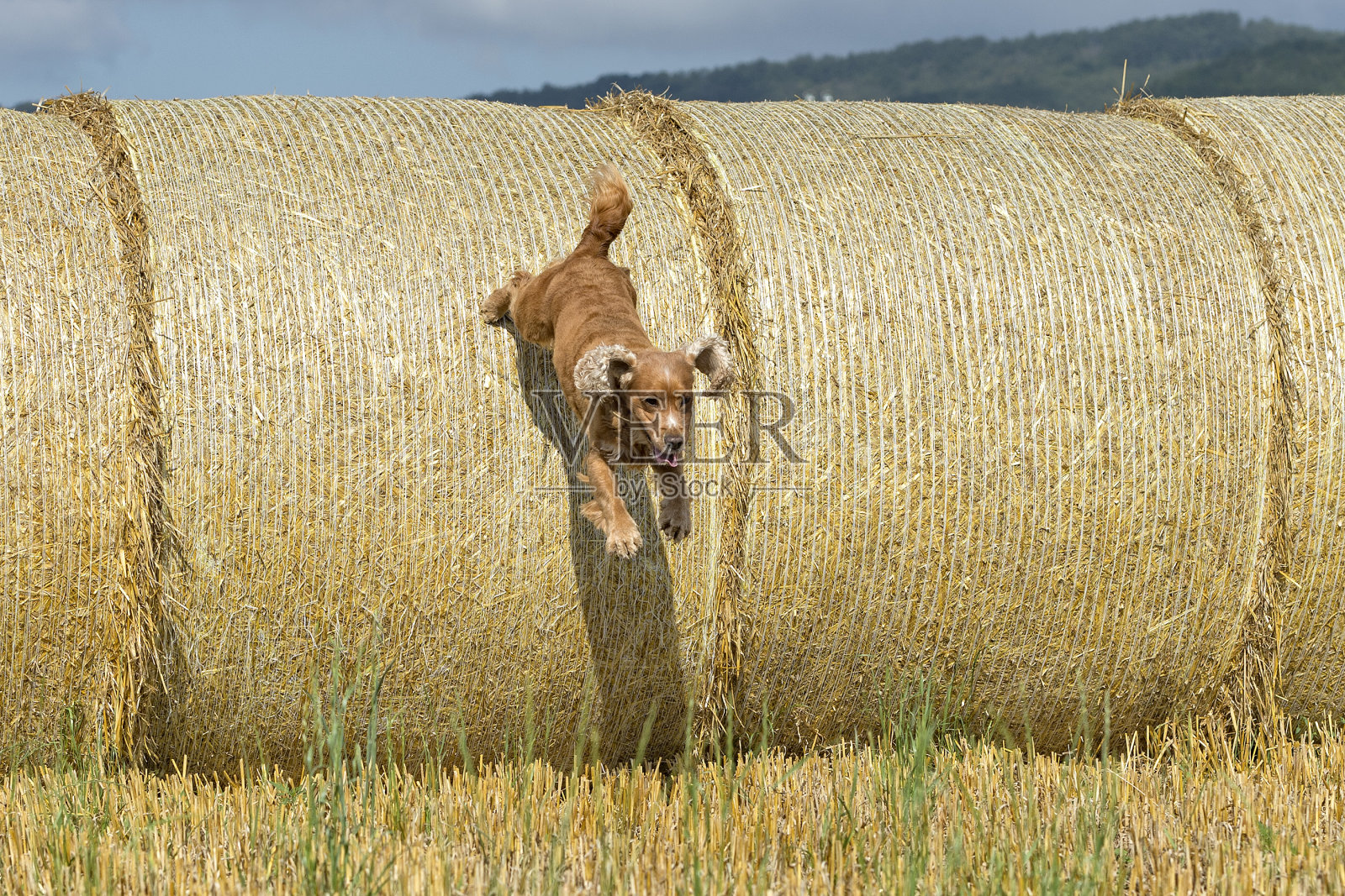 小狗可卡犬从麦球上跳下来照片摄影图片