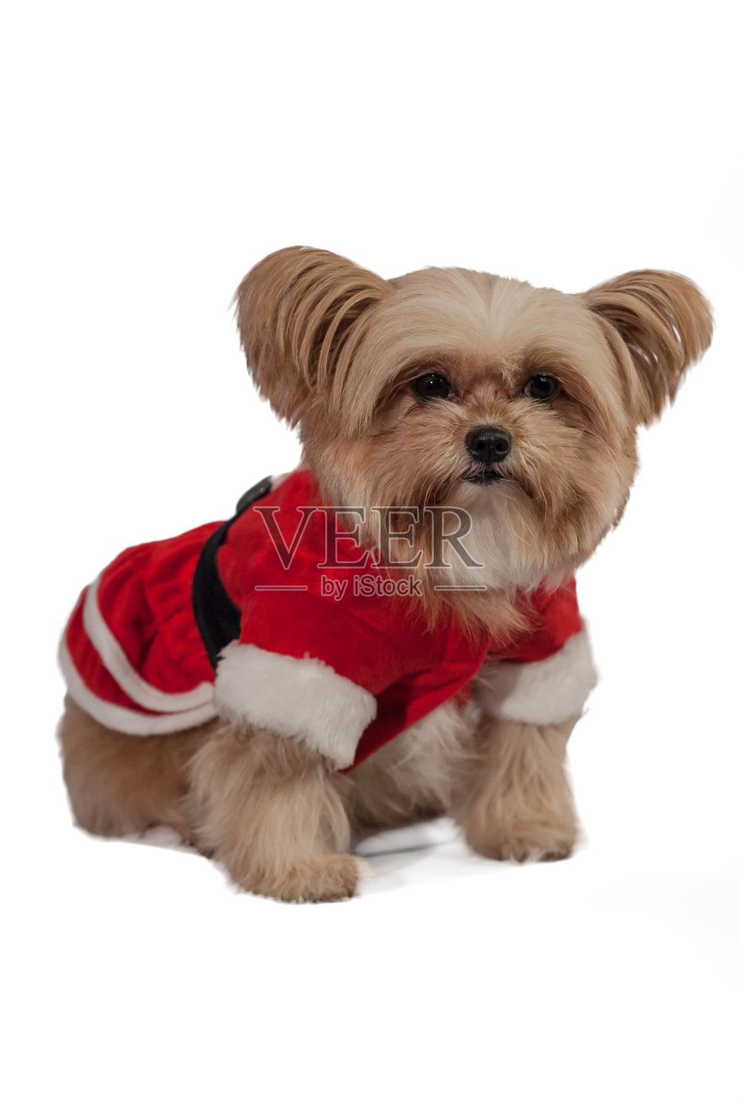 可爱的圣诞狗狗照片摄影图片