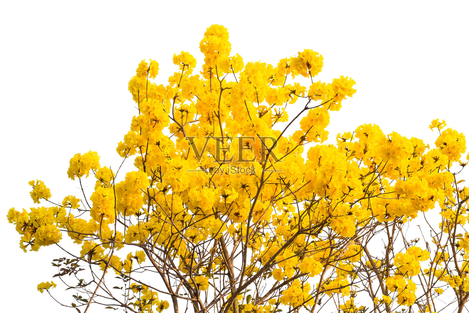 黄色的花在春天盛开，孤立在白色的背景上照片摄影图片