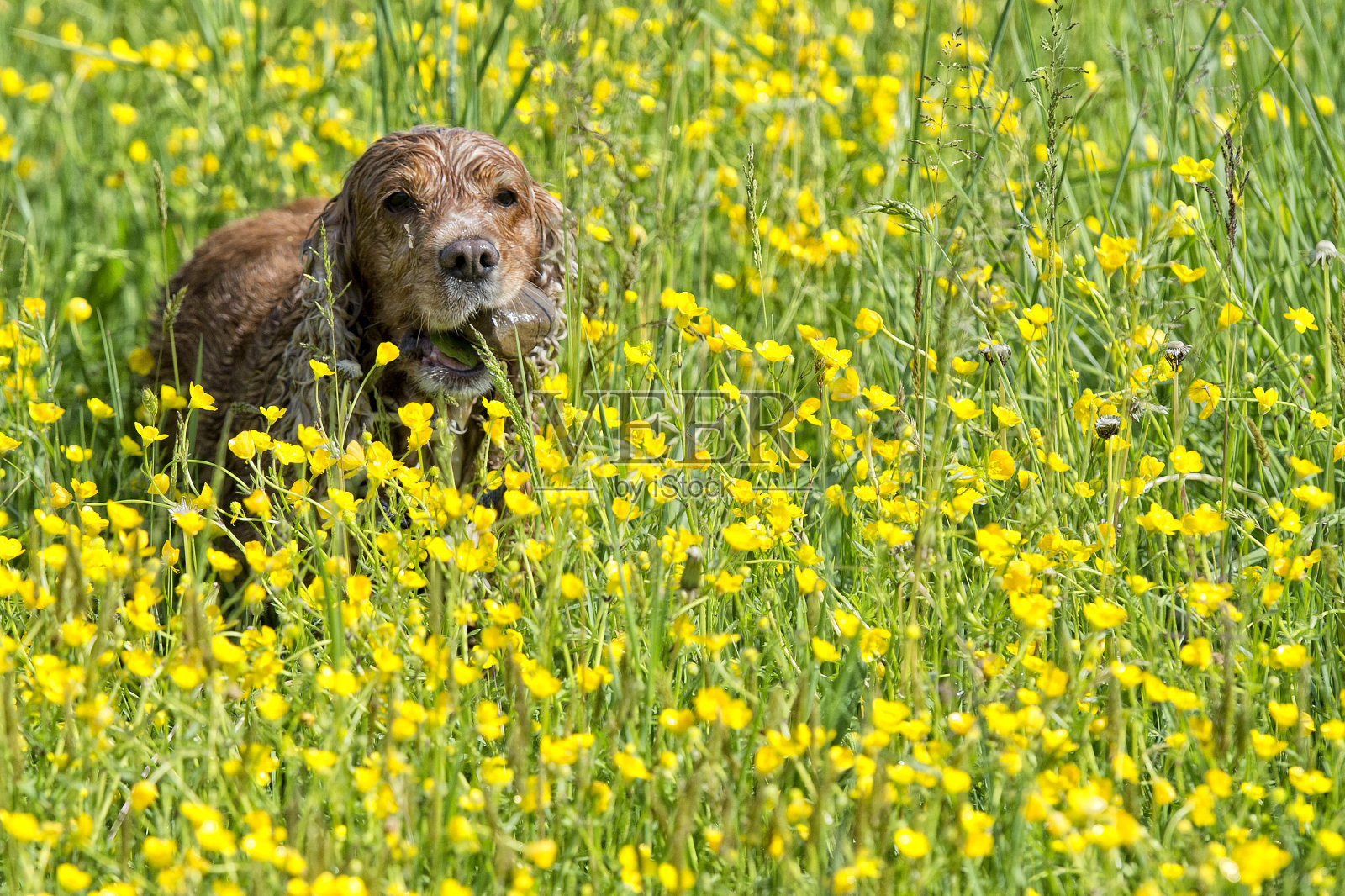 快乐的英国可卡犬，同时向你跑去照片摄影图片