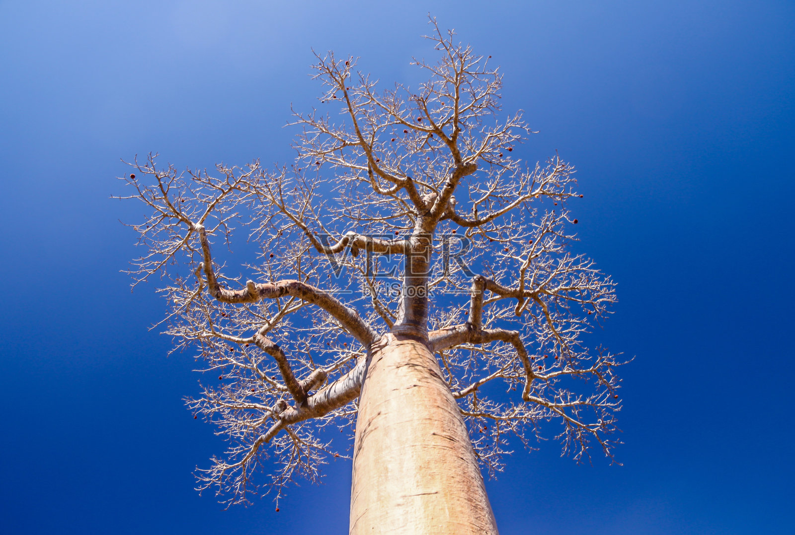 个巨大的猴面包树照片摄影图片