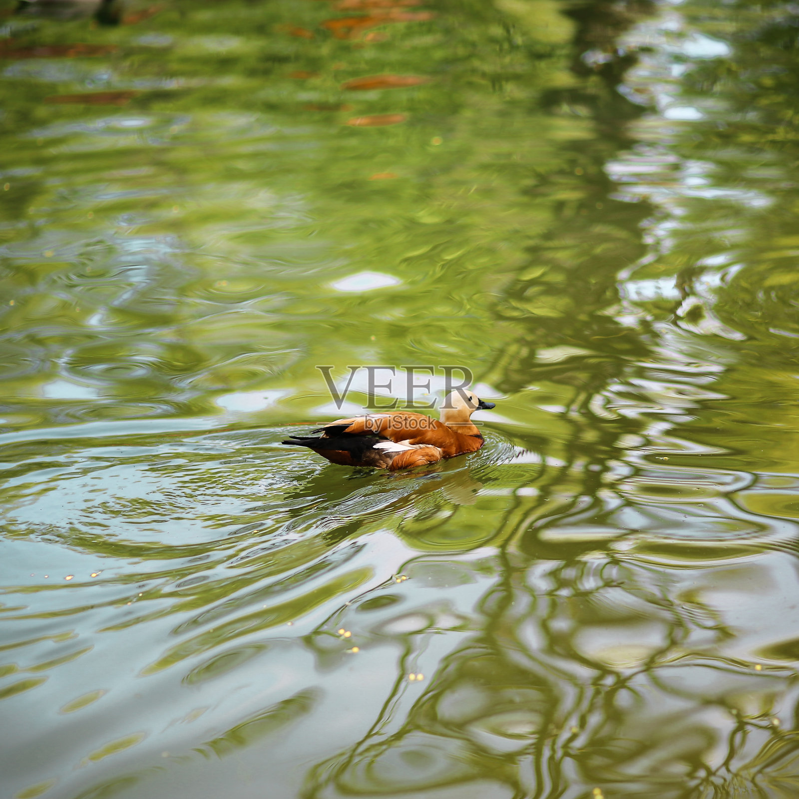 鸭照片摄影图片
