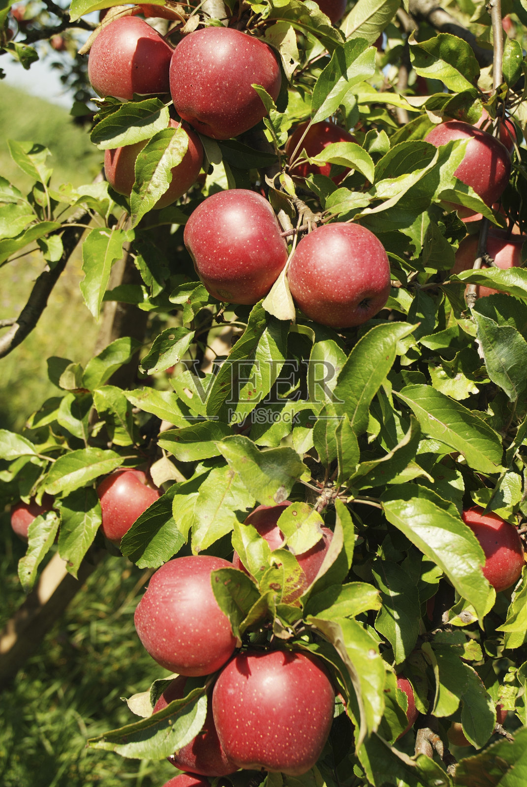 植物学、农业照片摄影图片