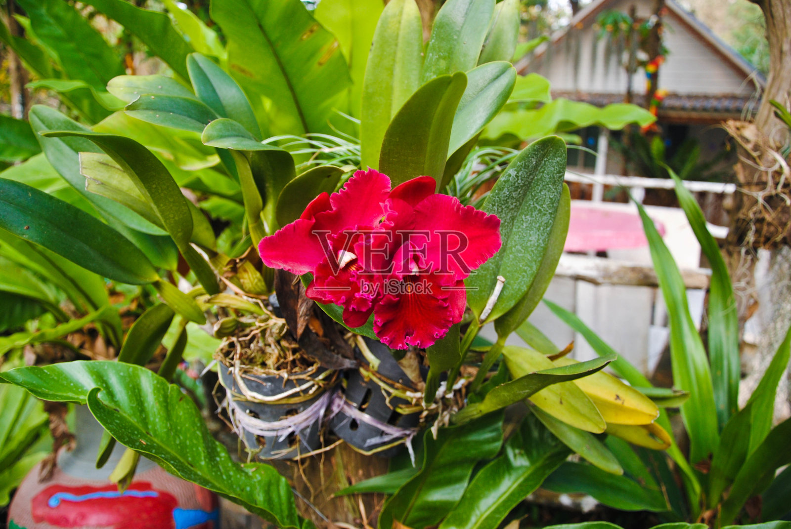 盛开的红兰花花照片摄影图片