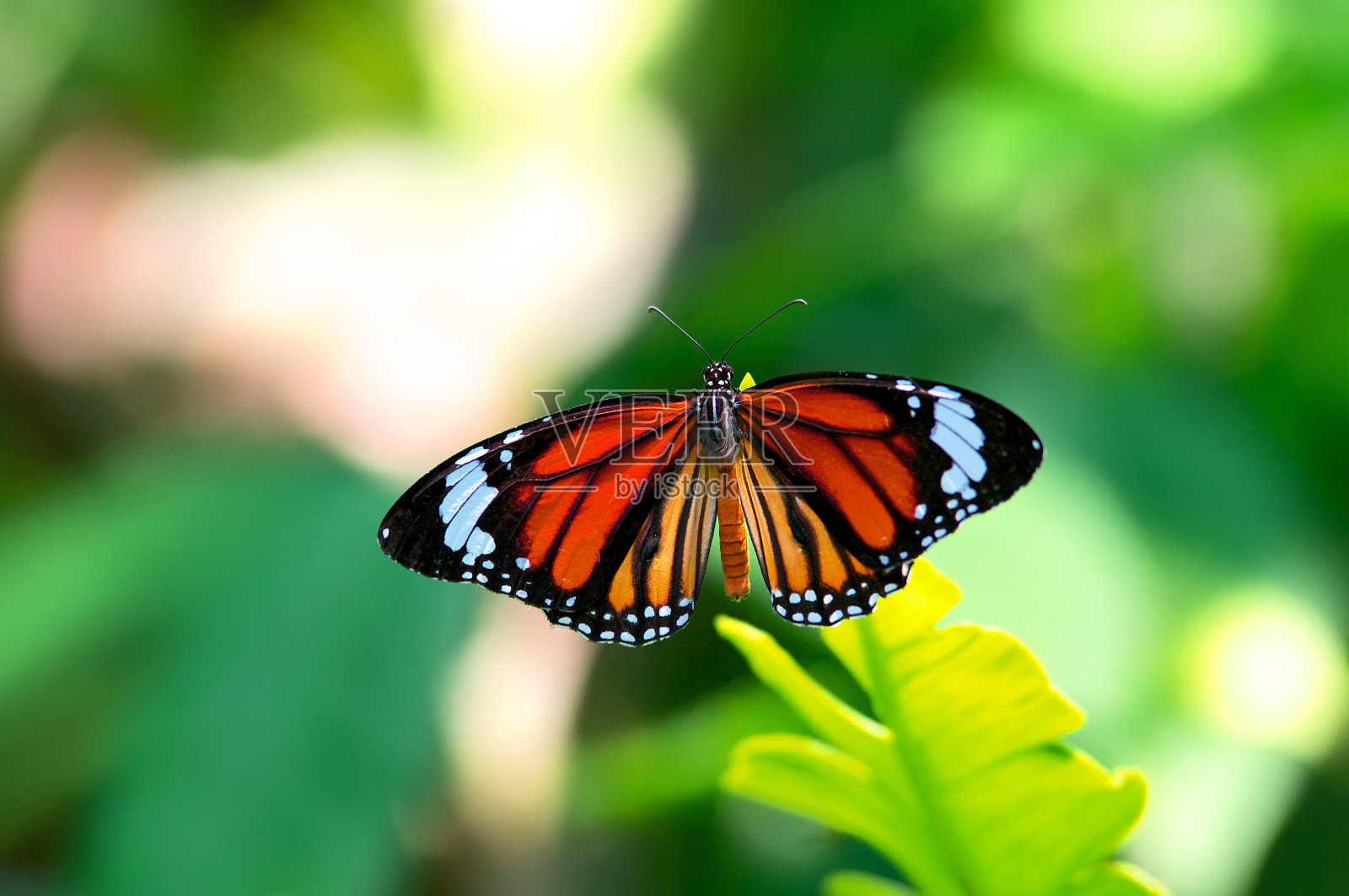 蝴蝶在自然界中照片摄影图片