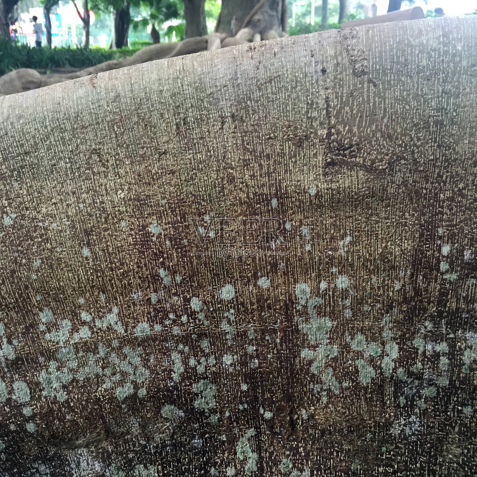 地衣在根照片摄影图片