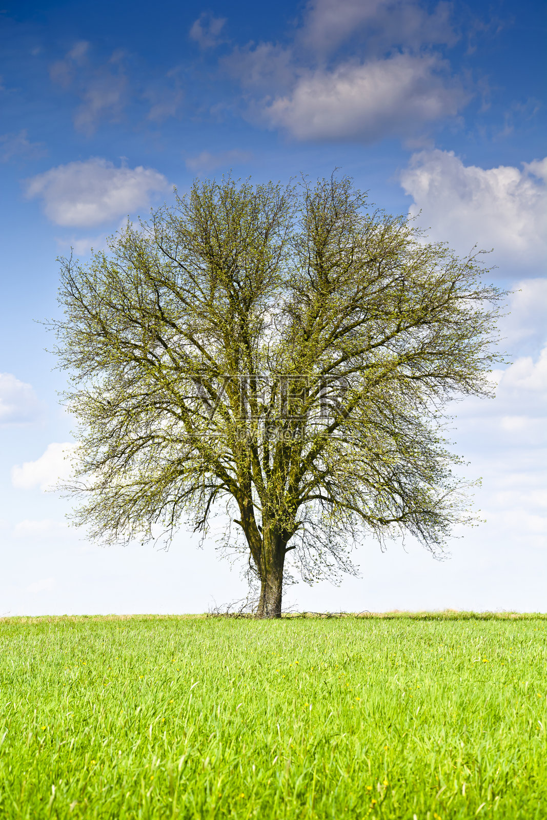 风景与树和云在蓝天。照片摄影图片