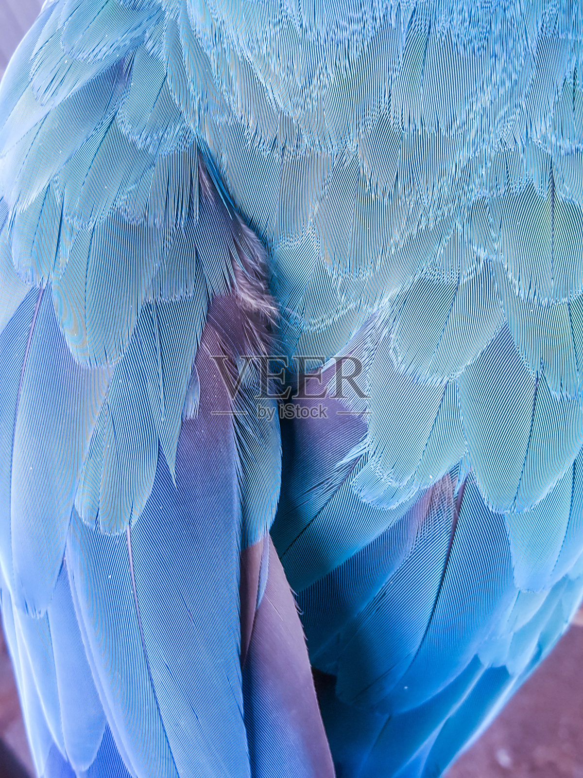 蓝翼金刚鹦鹉鸟的背景照片摄影图片