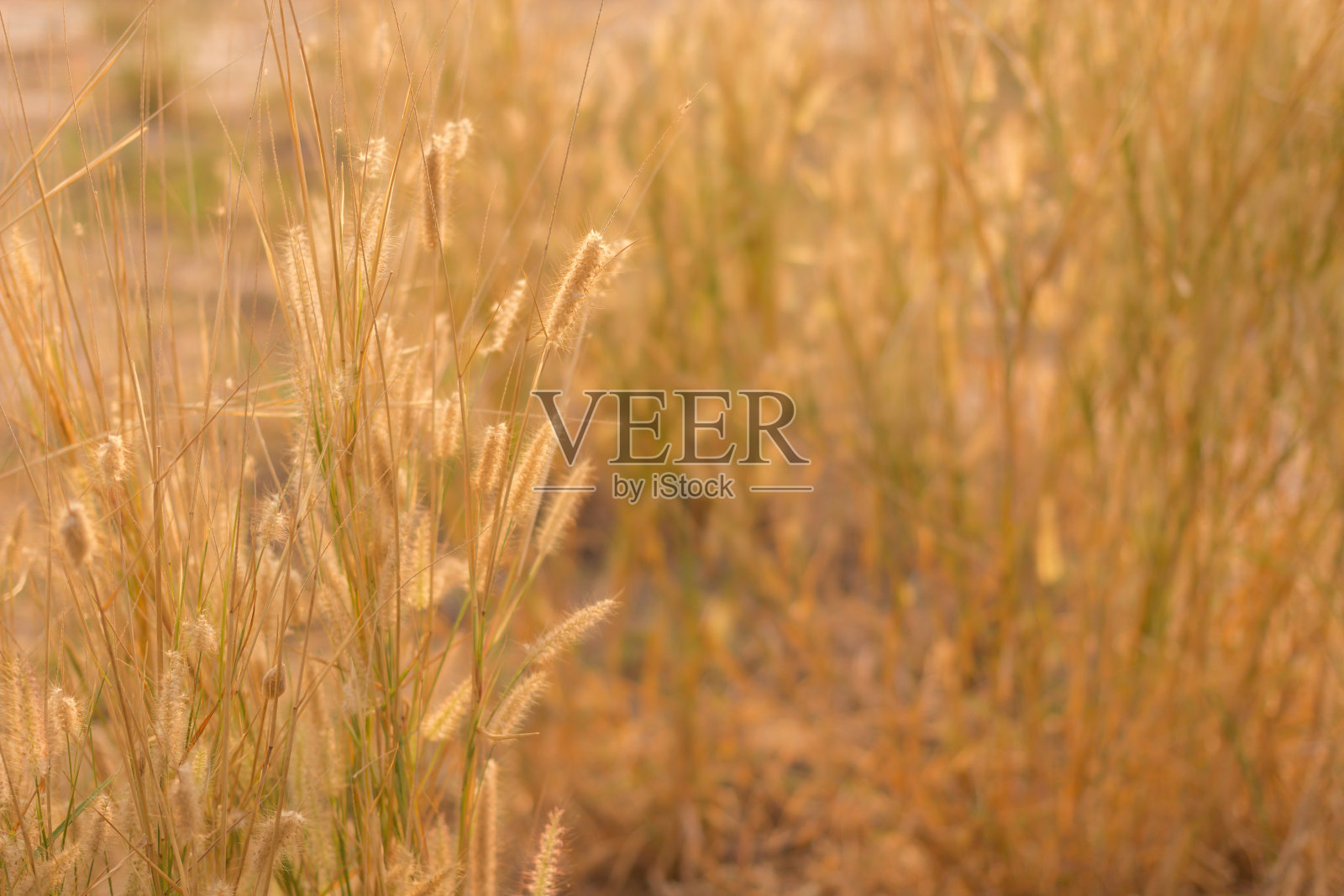 花的草照片摄影图片