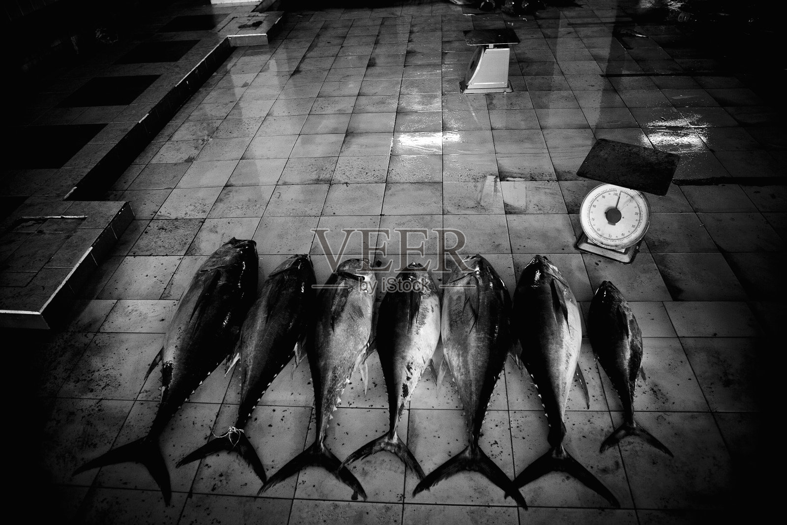 鱼市上的鱼。照片摄影图片