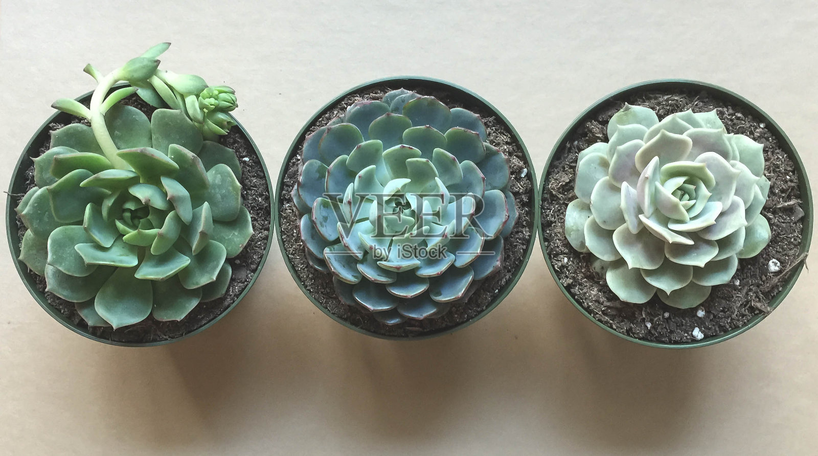 信箱美丽的月桂花肉质植物照片摄影图片