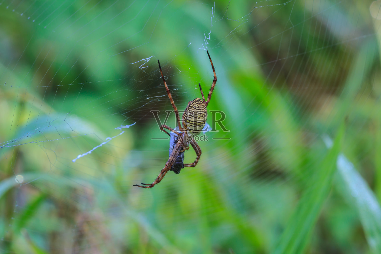 彩色蜘蛛和猎物照片摄影图片