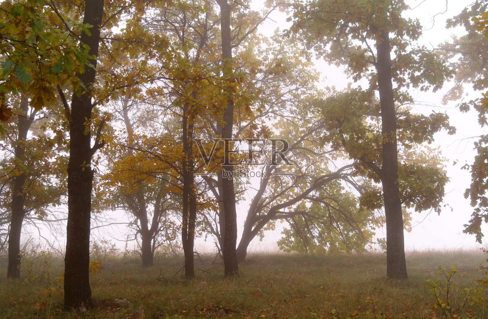 秋天的森林，有雾的早晨照片摄影图片