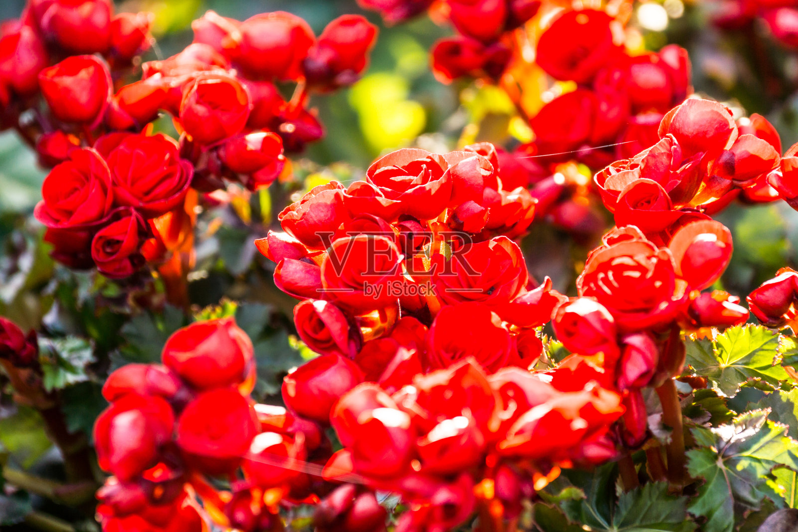 红色的秋海棠照片摄影图片