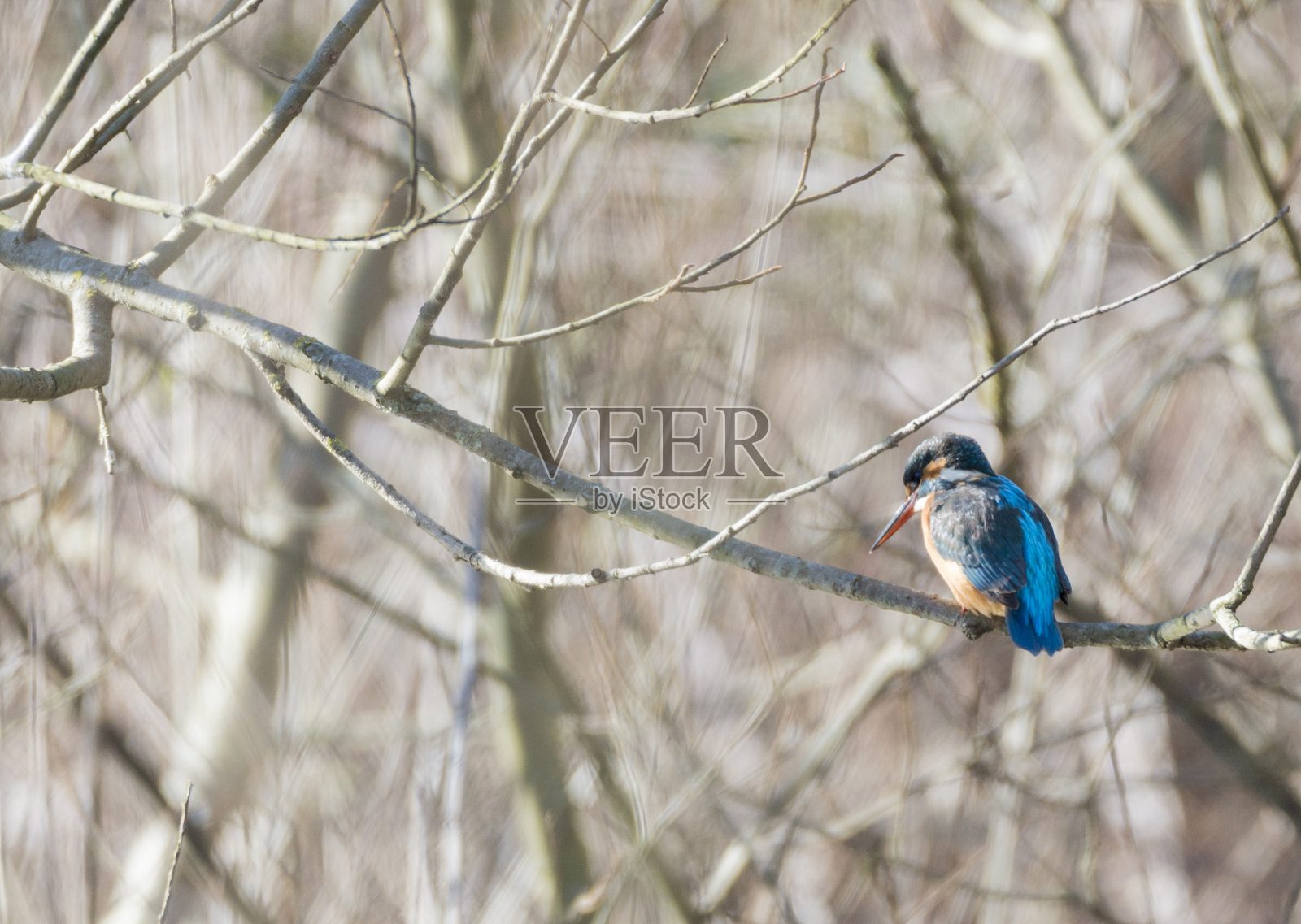普通翠鸟,照片摄影图片