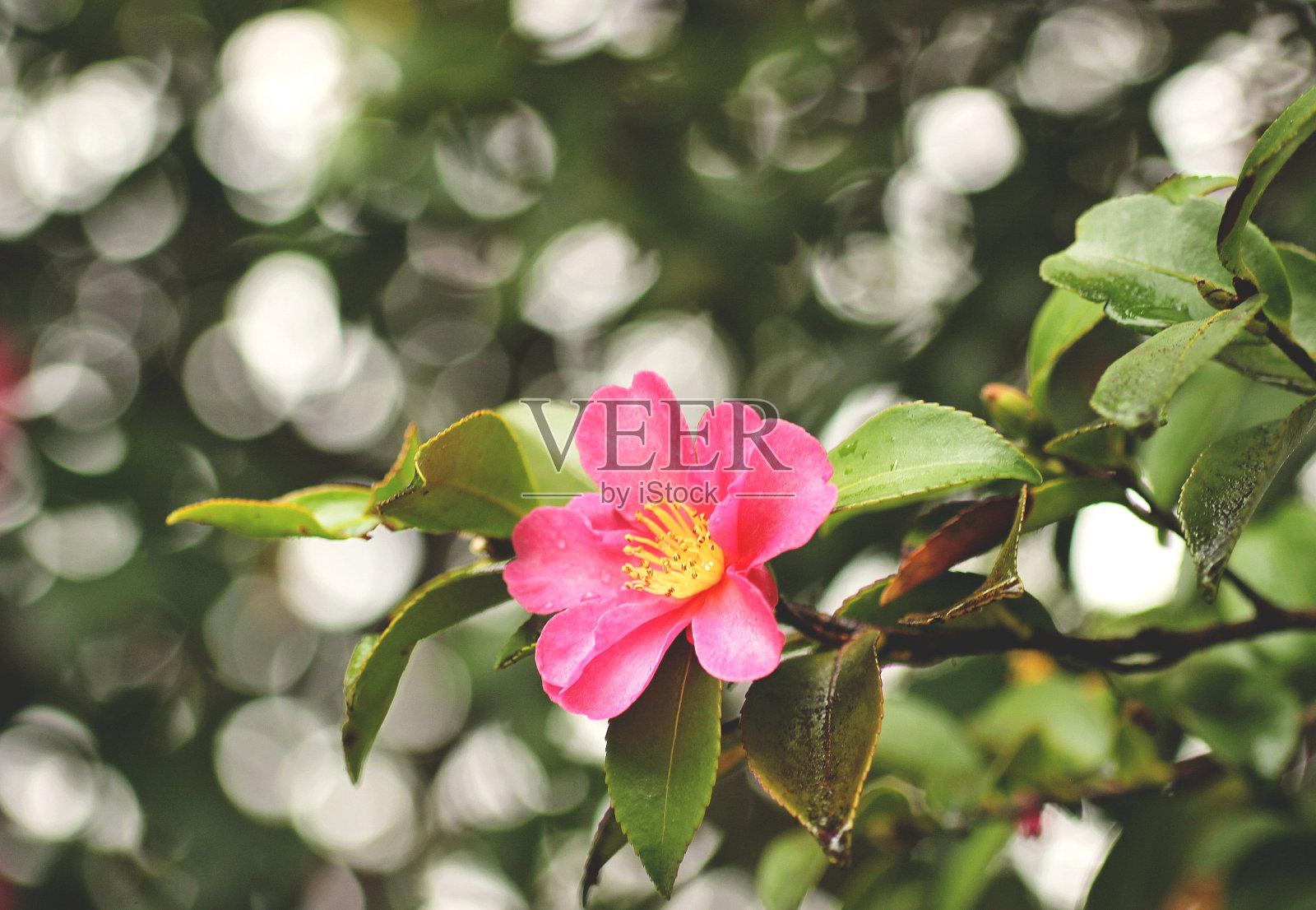 山茶花照片摄影图片