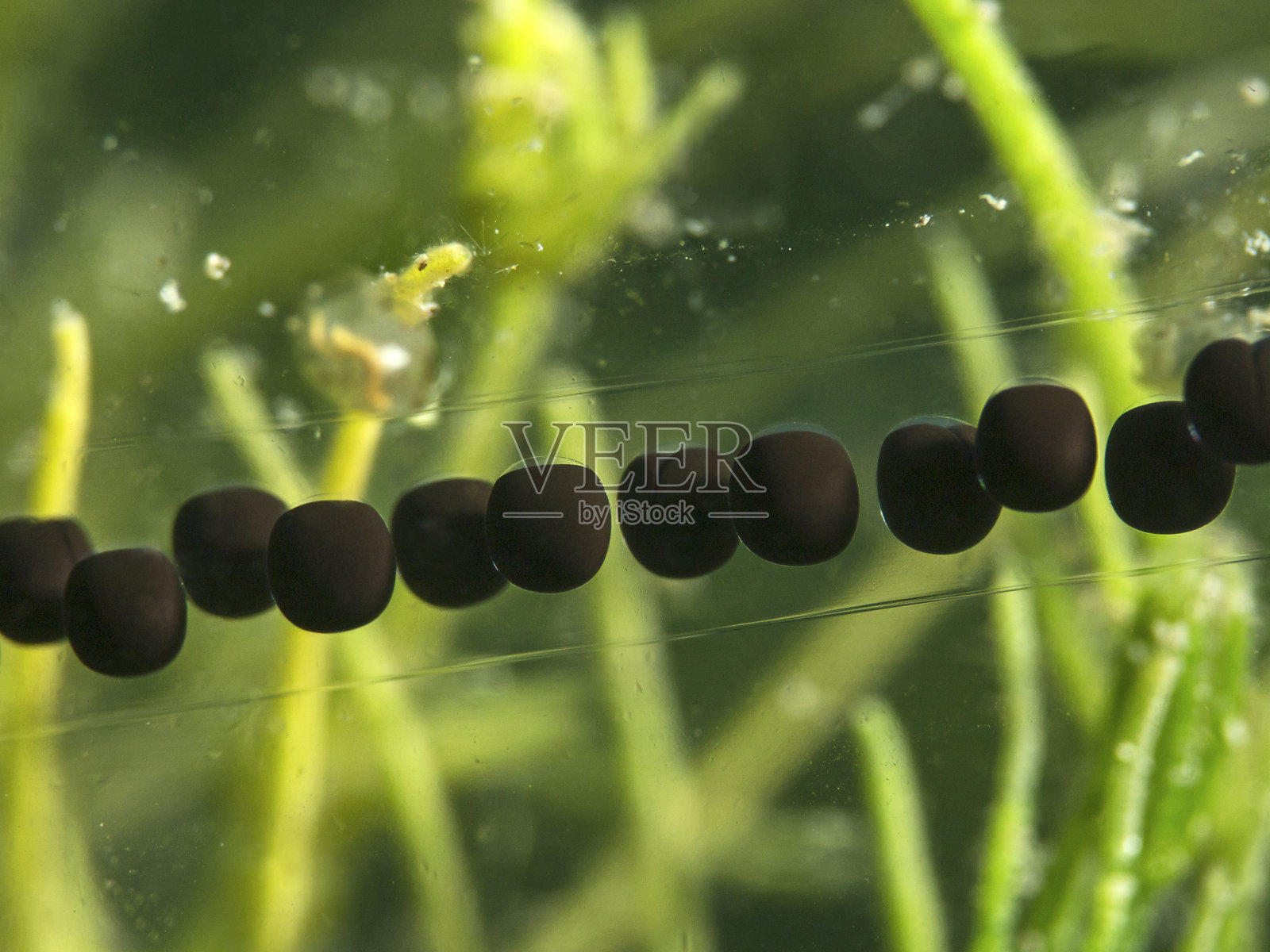 蟾蜍的产卵索，Laichschnur der Erdkröten照片摄影图片