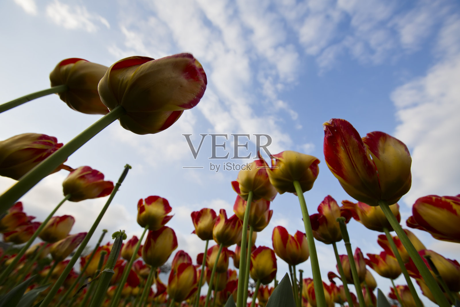 郁金香照片摄影图片