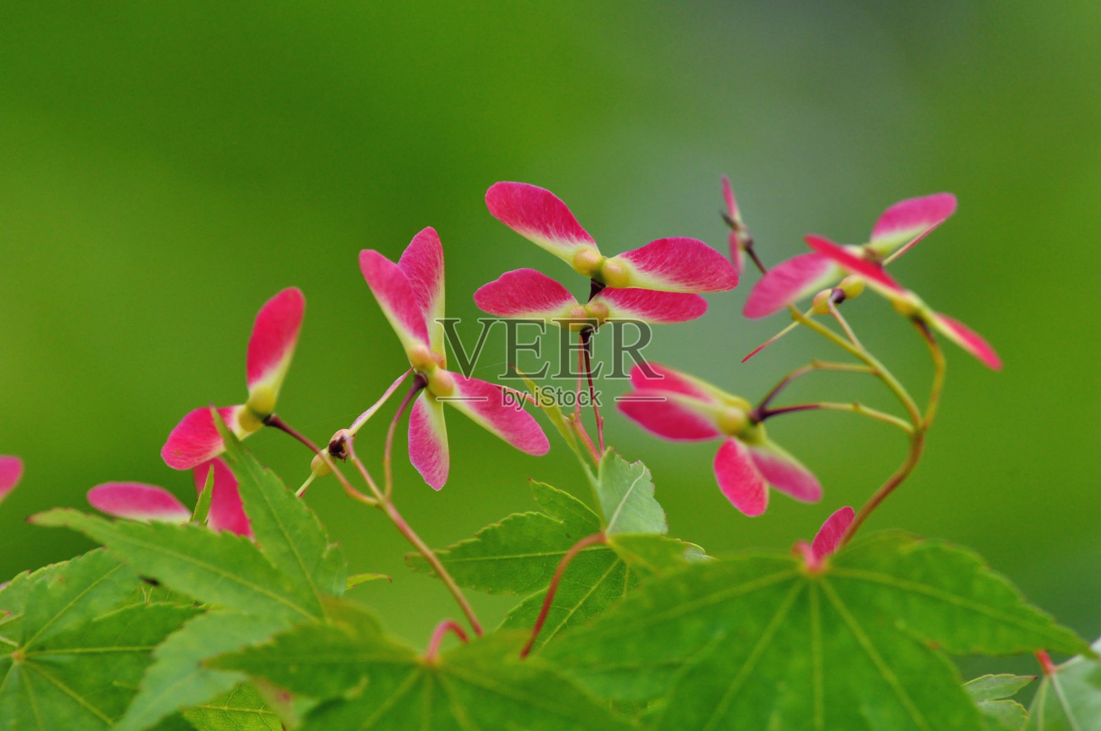 枫树种子照片摄影图片