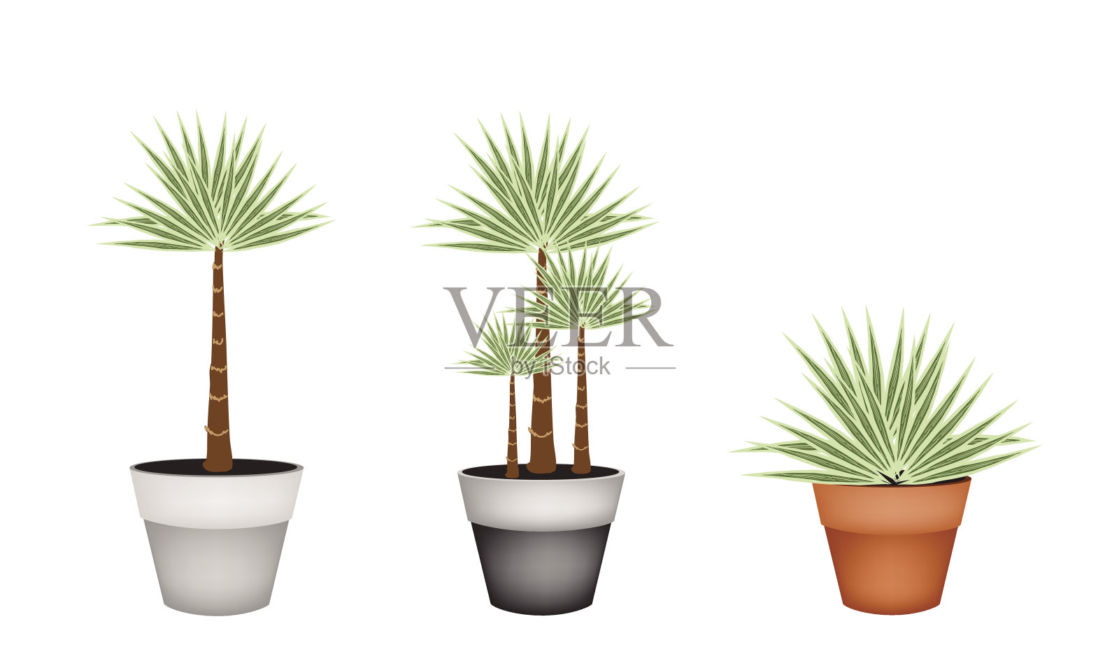 陶瓷花盆里的三棵棕榈树设计元素图片