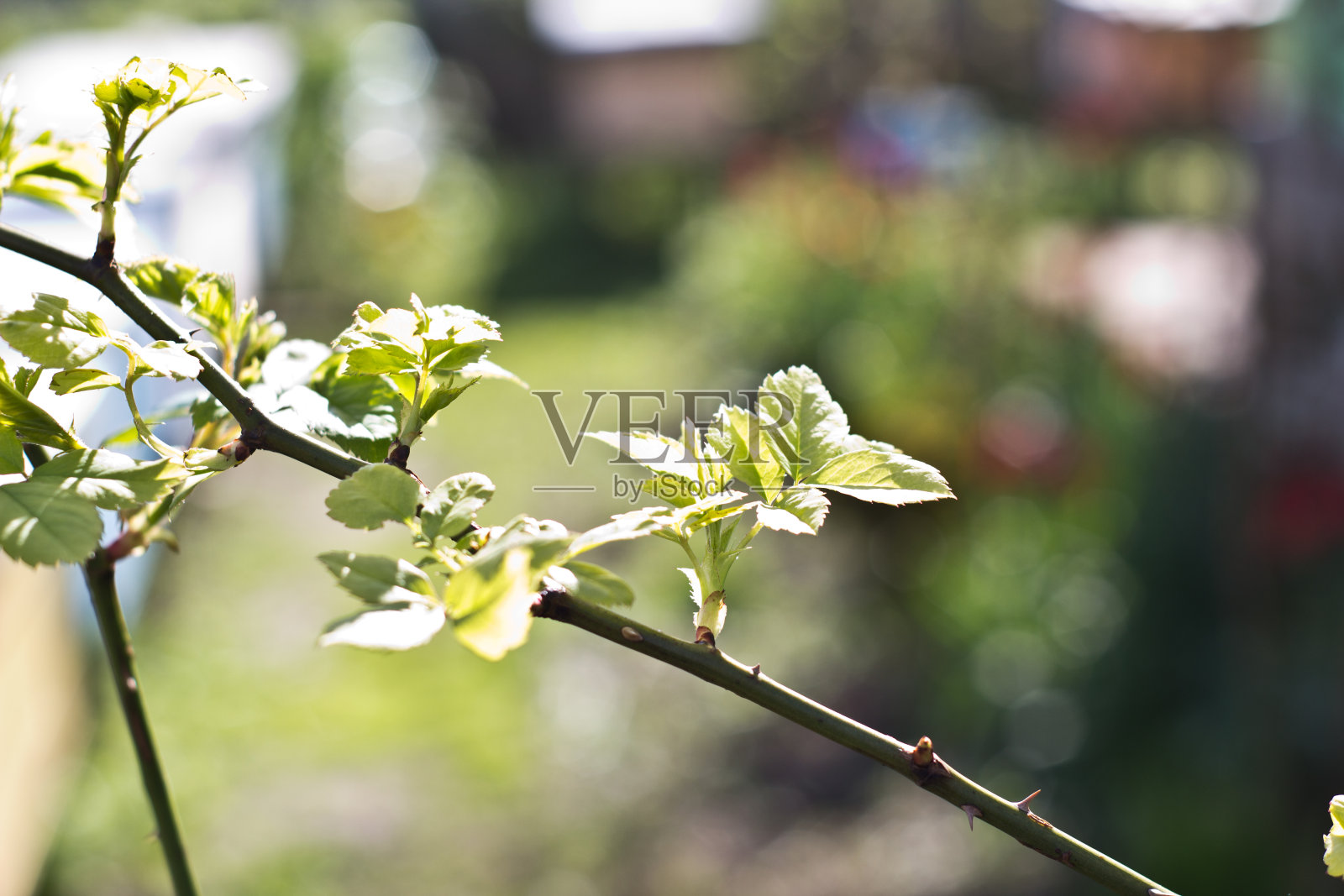 分支照片摄影图片